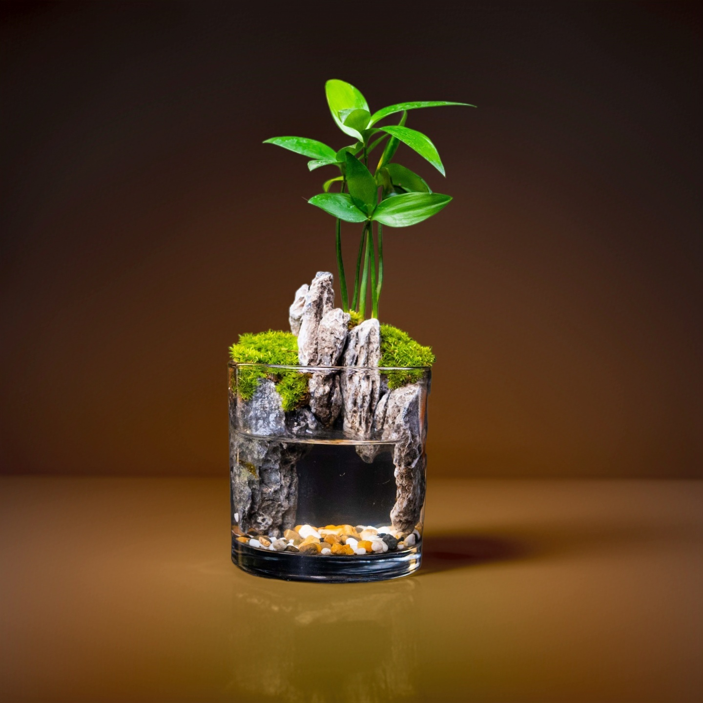 【山林】圆缸竹柏成品创意绿植微景观