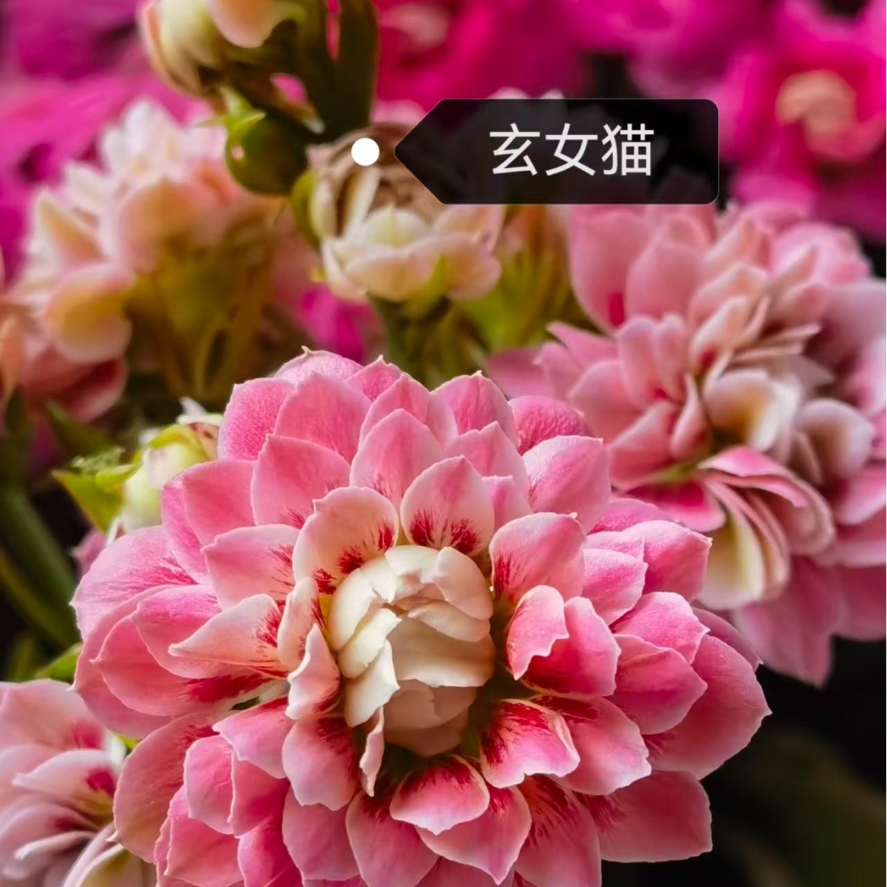 长寿花～【玄女猫】（拍一送1棵小苗