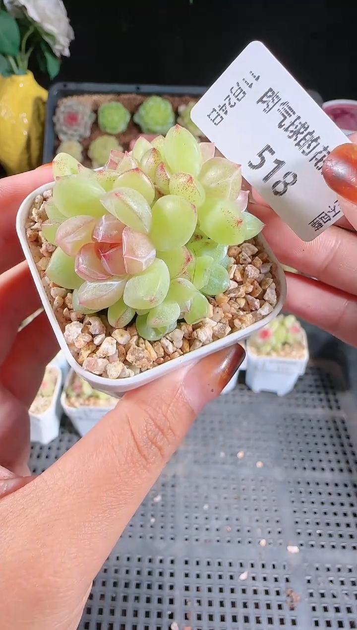 1124-518碧玺群生不包整