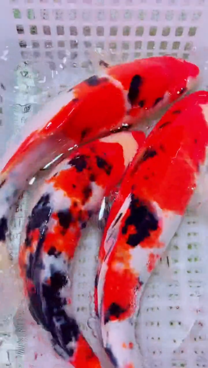 锦鲤血统锦鲤全场包邮194