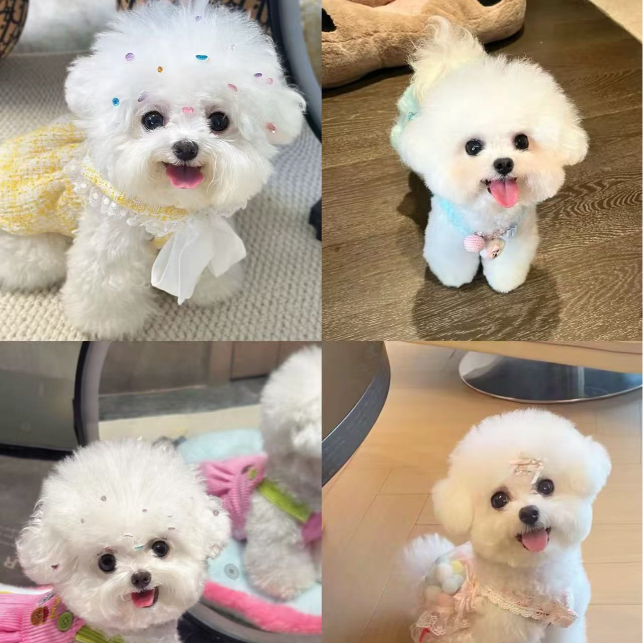 （凡哥家）T比熊雪纳瑞边牧狗狗活体