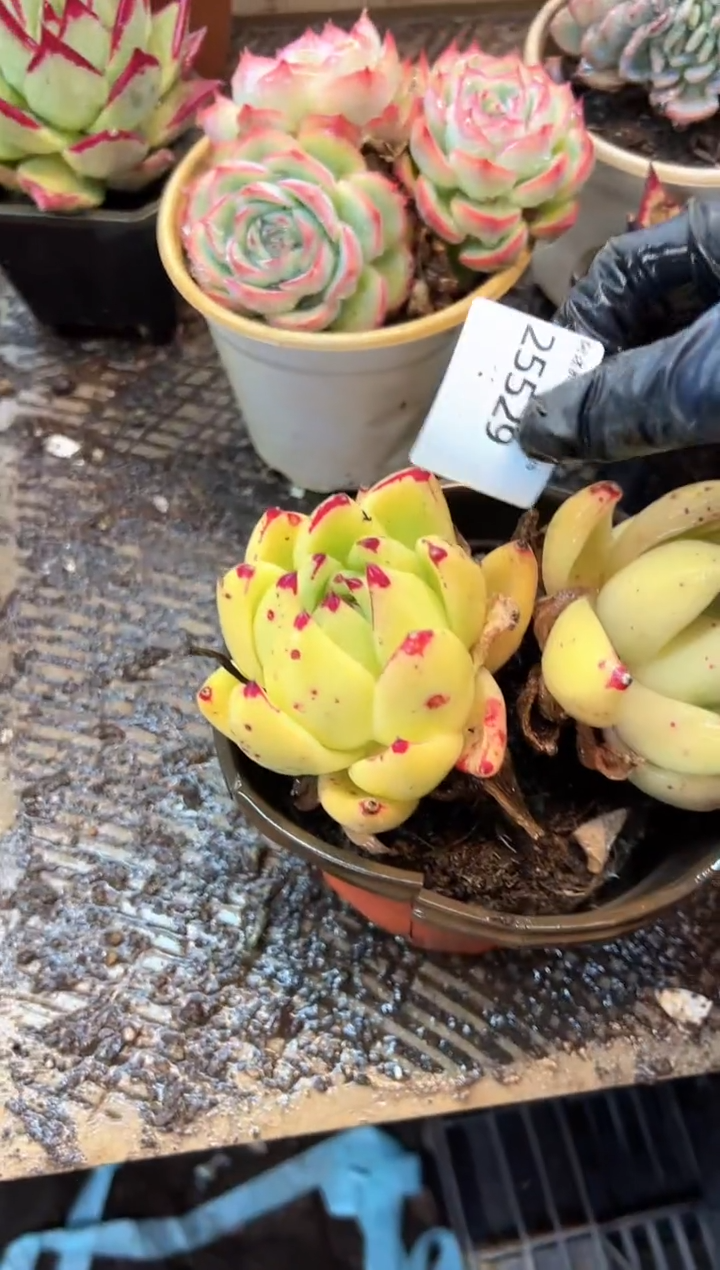 简***3多肉植物一物一拍25529