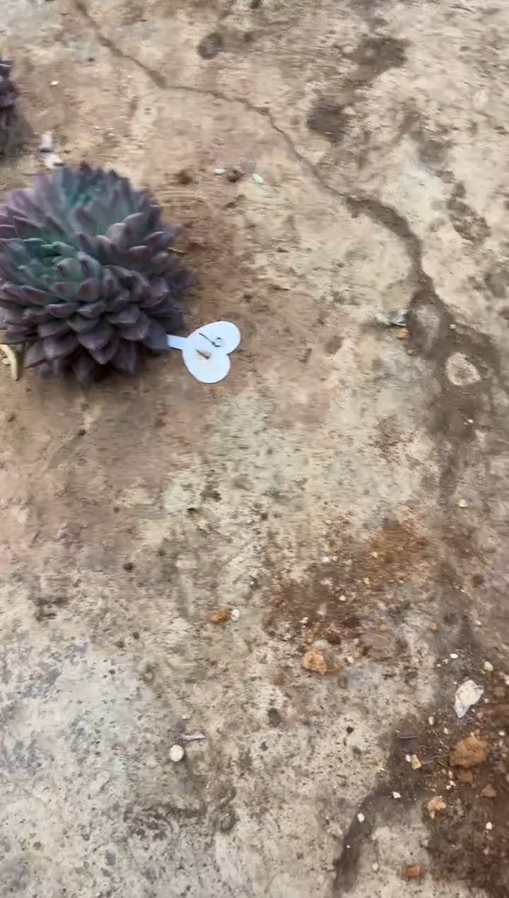 是**呀       97号￥26