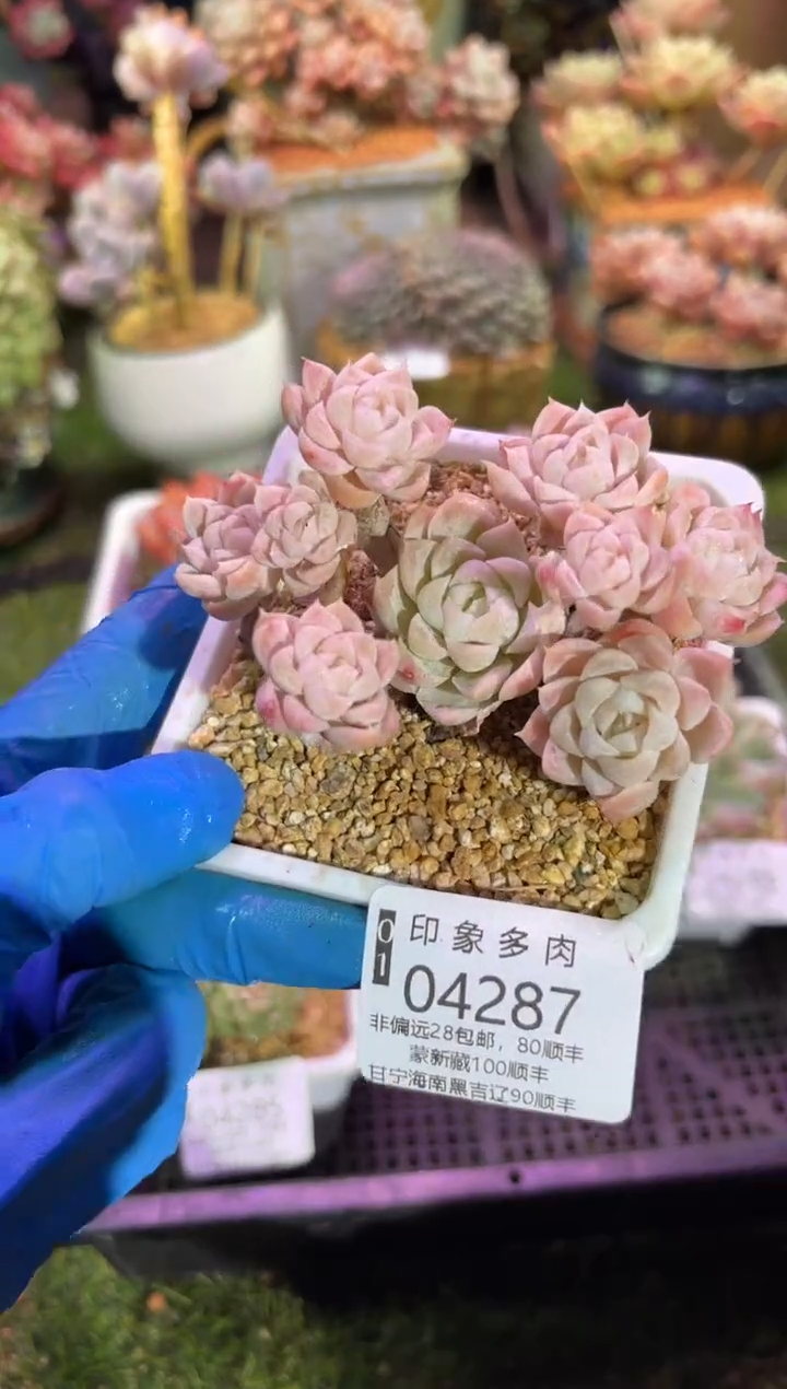 【闪购商品】04287