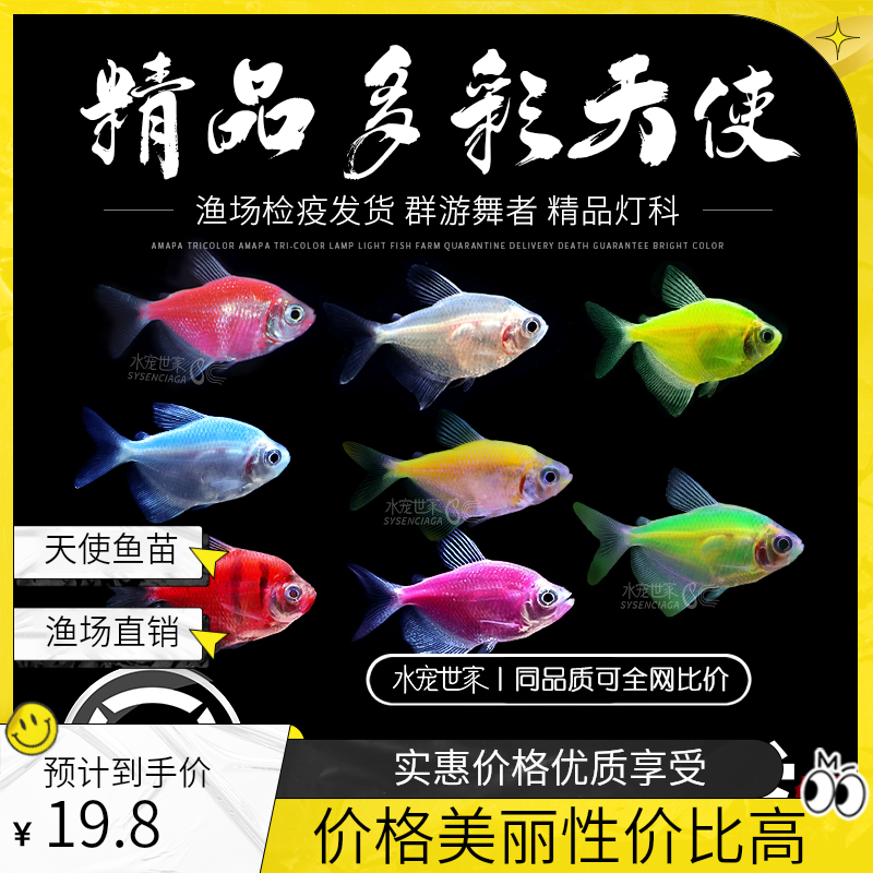多彩天使鱼小型热带淡水鱼观赏鱼群游好养耐活适合新手活体鱼