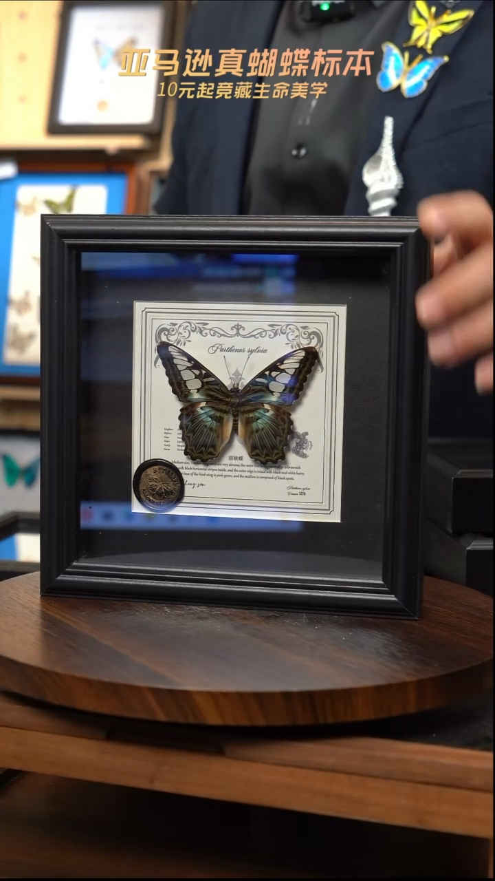 丽蛱蝶盲盒版7寸欧式方框