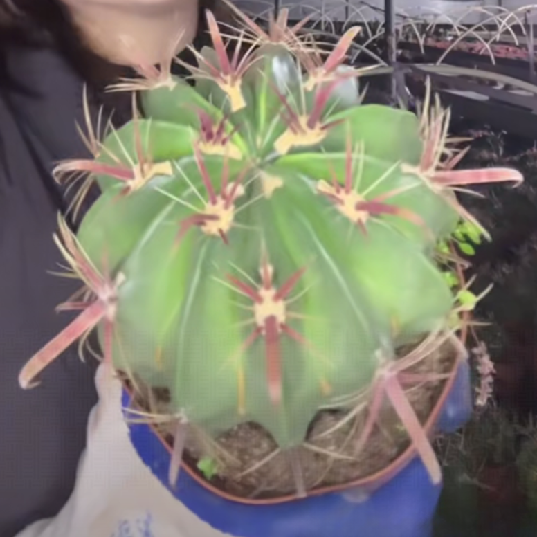 大乔园艺【 1颗 大精品宽刺日出  实生根 】【保宽刺】带盆土随机发货