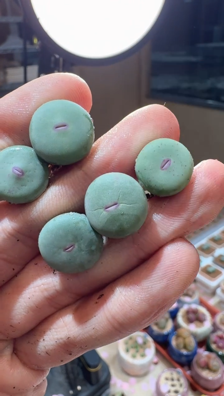 187多肉植物肉锥DOWS一颗