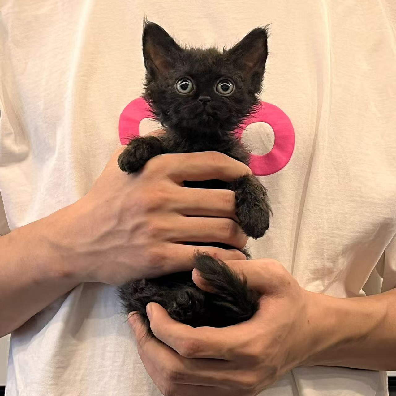 德文卷毛猫活体欧血幼猫纯黑长毛妹妹