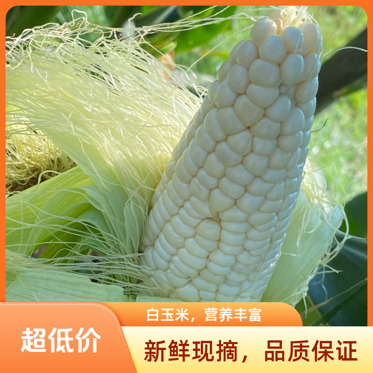 密云本地农家头茬嫩玉米棒子3-5斤北京市