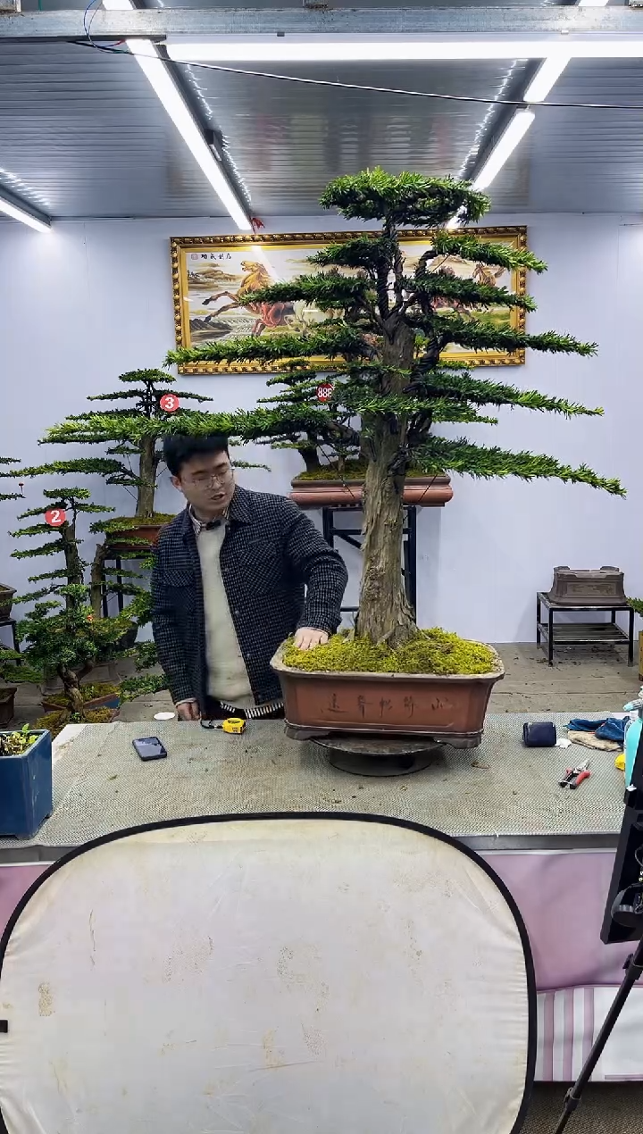 【闪购商品】八斗松/松类活物造型盆景，以直播间截图为啊啊啊啊