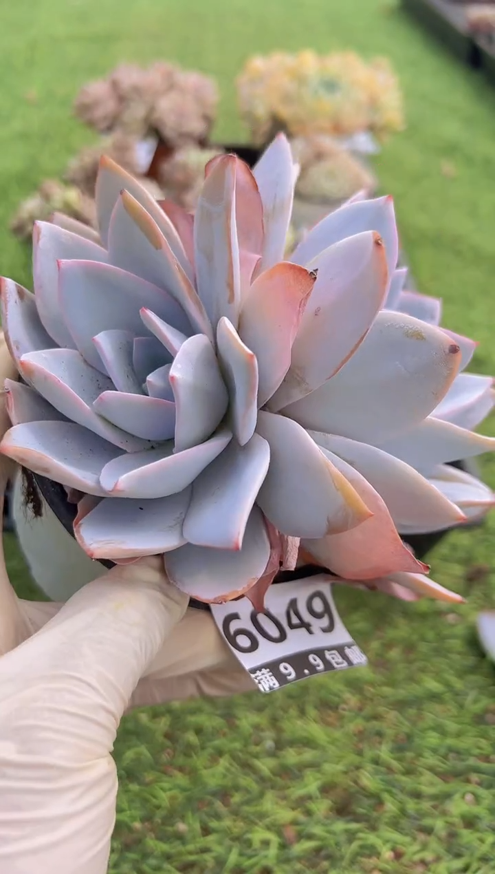 【闪购商品】信福多肉一物一拍