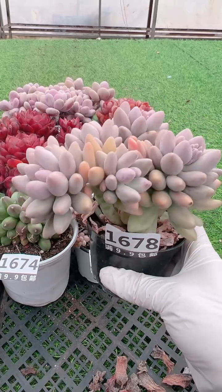 【闪购商品】信福多肉一物一拍