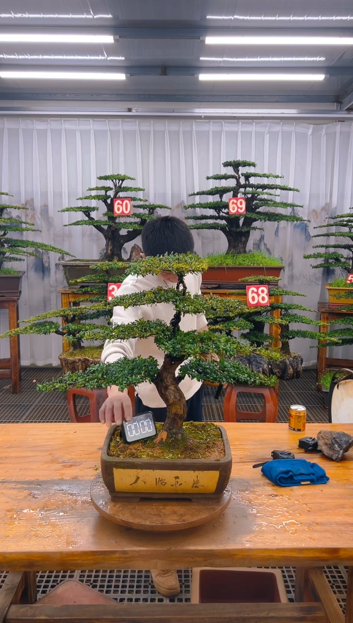 【闪购商品】紫砂精品盆景直播间一物一拍