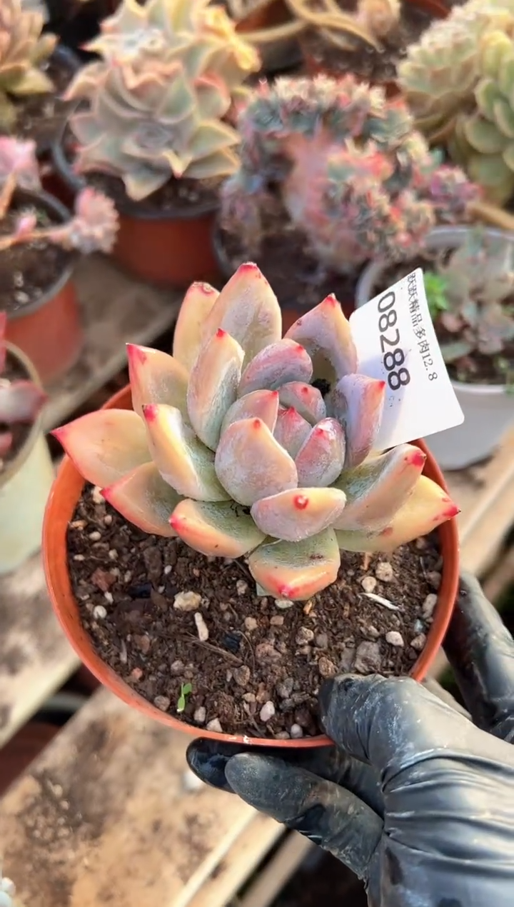 声****士阿迷洲多肉花卉08288