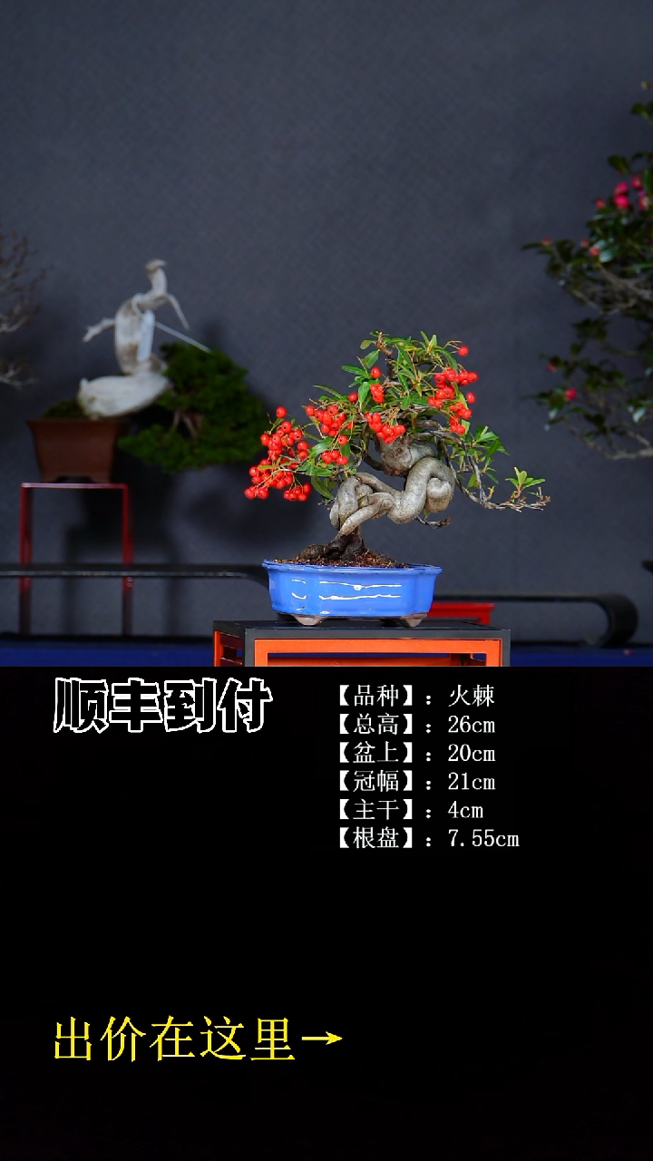 无花朵火棘 不包邮