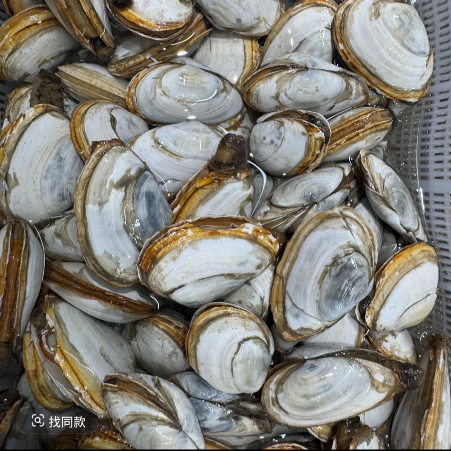 【鲜活】蚌仔（耳贝）500克/份