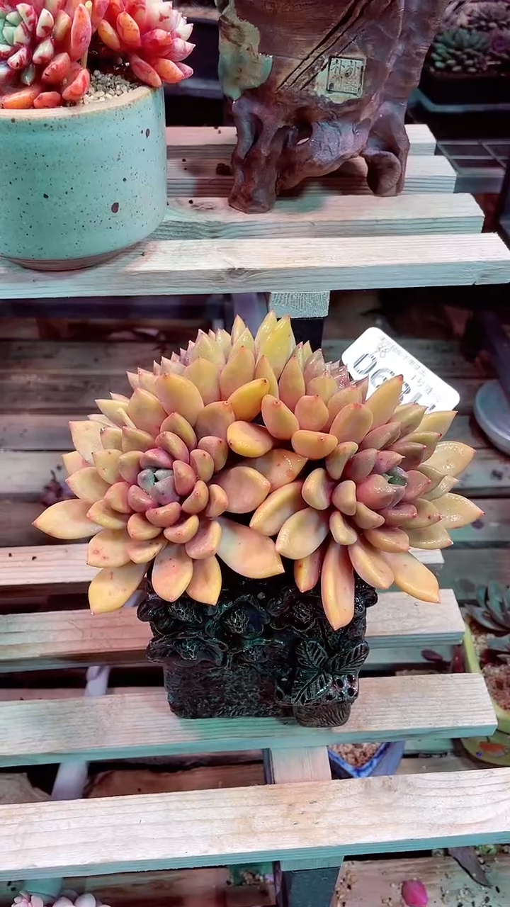 【闪购商品】象牙068H