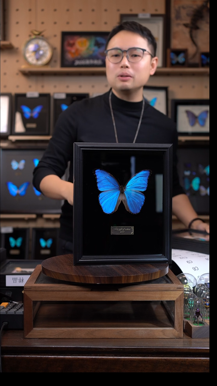 大蓝闪蝶黑绒底版10寸欧式框（带证书）