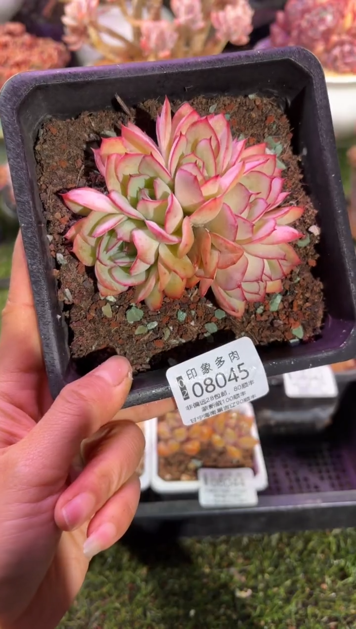 【闪购商品】08045