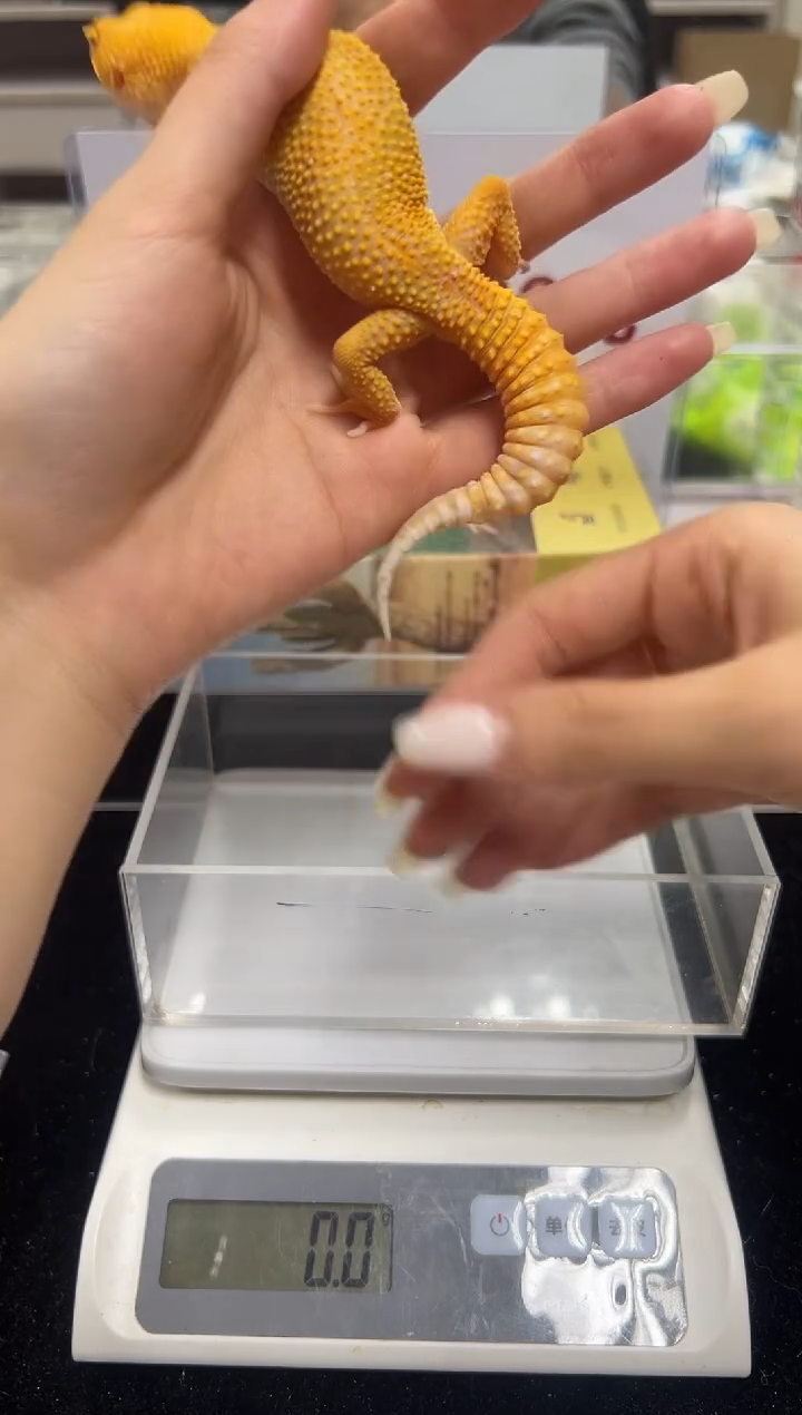 豹纹守宫007豹纹守宫