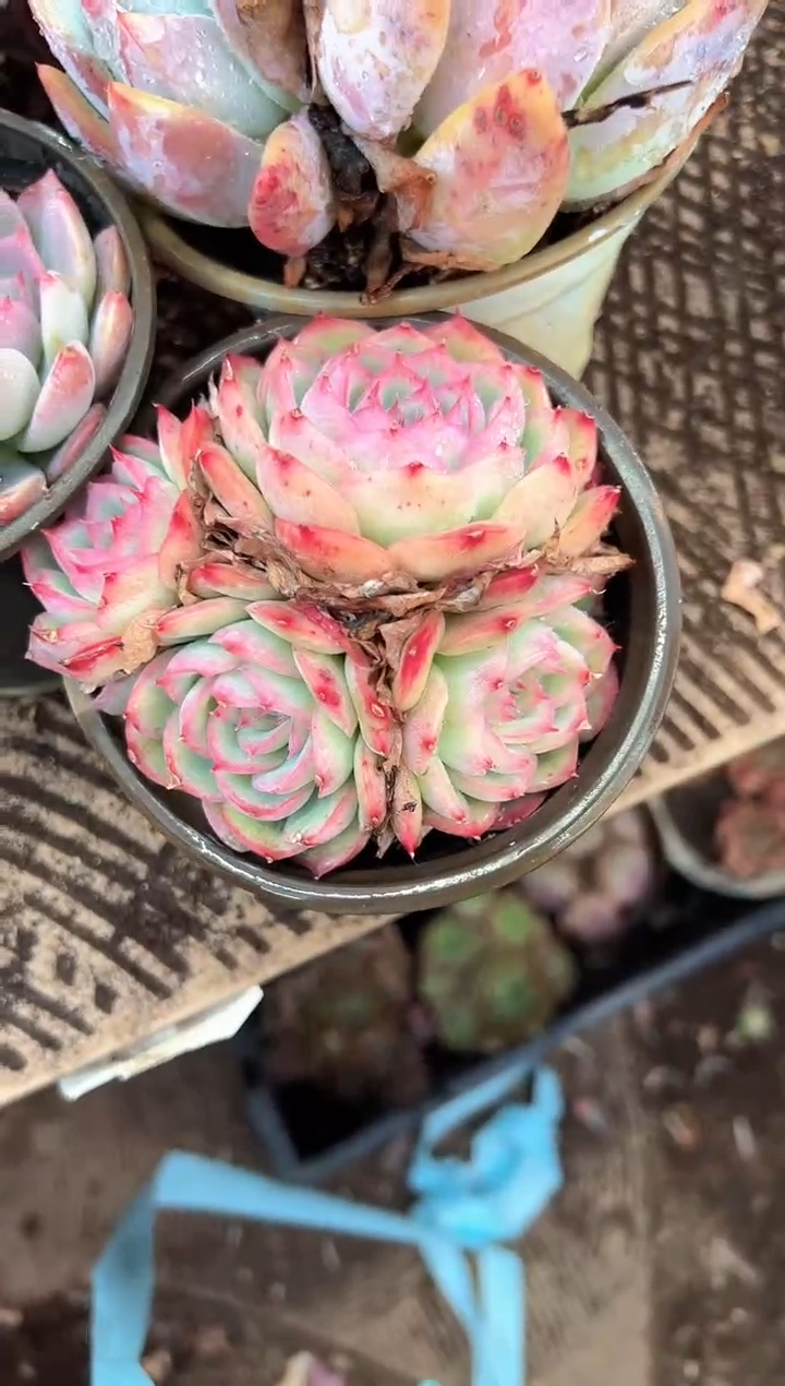 冰*多肉植物一物一拍284