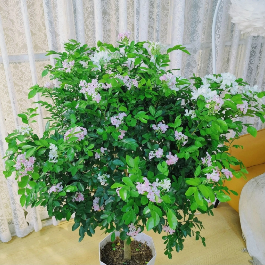 九里香盆栽四季开花浓香型花卉庭院室内好养驱蚊盆景dw