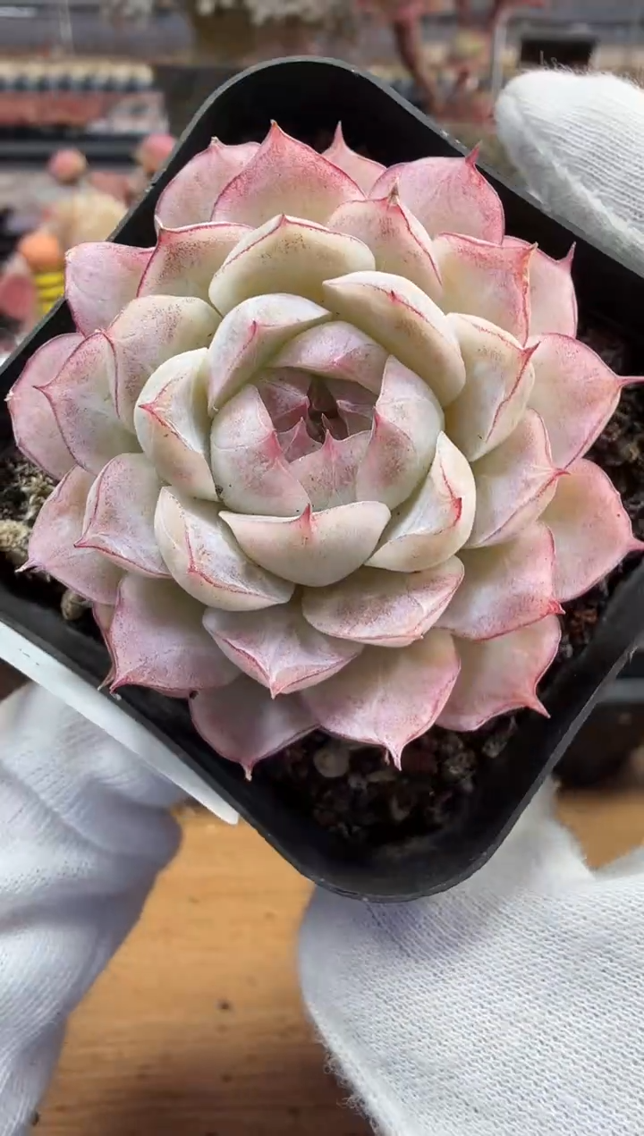 东云多肉园二店-207