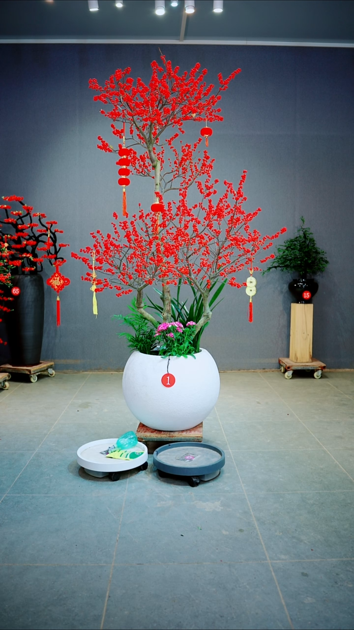 当前无花朵，栽培后可花朵子*一物一拍绿植