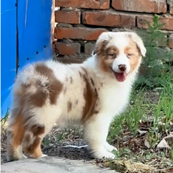 红云石三色澳牧幼犬