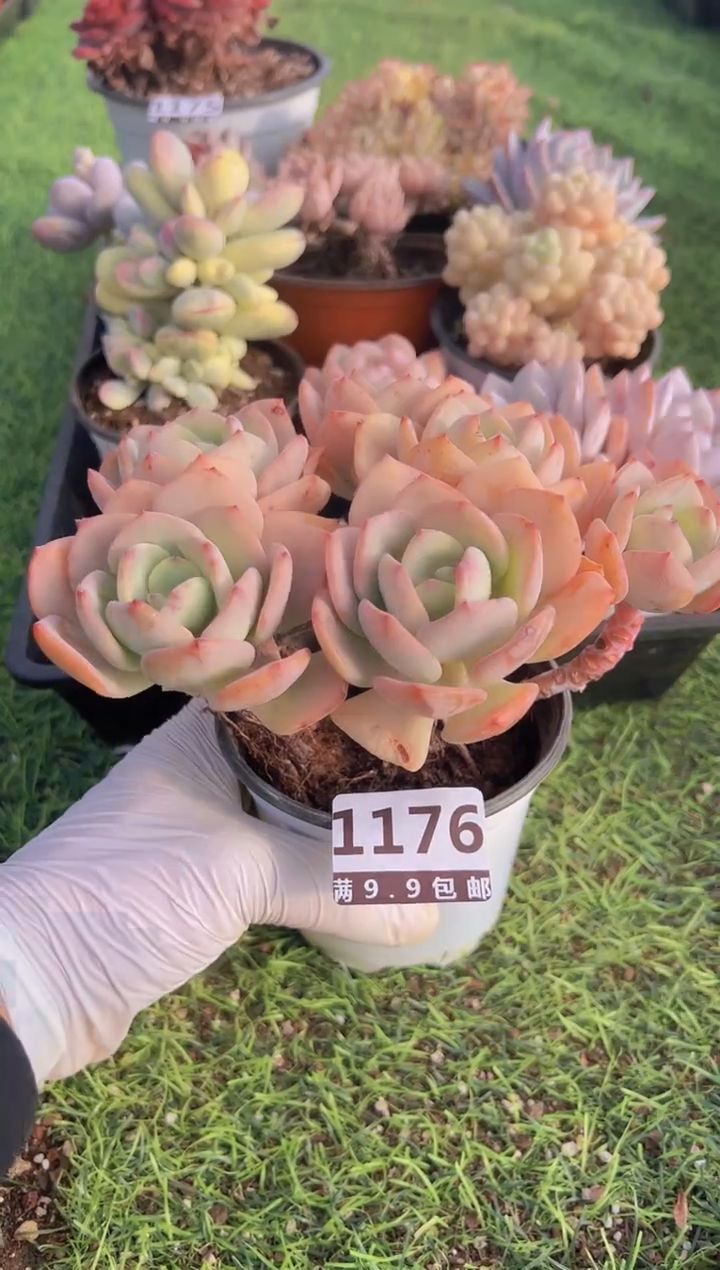 【闪购商品】信服多肉一物一拍