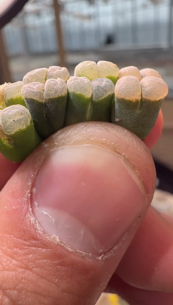 2多肉植物肉锥幻紫一颗