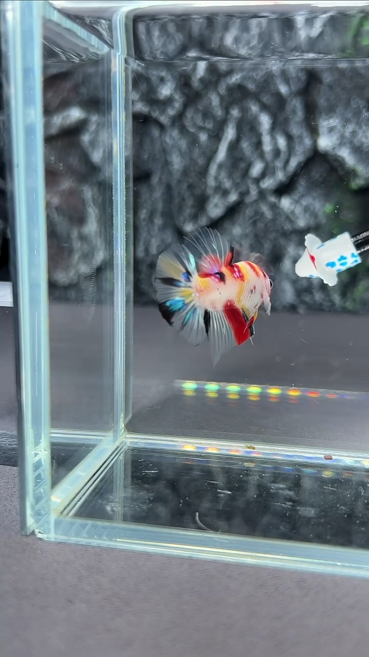 斗鱼竞拍链接A038