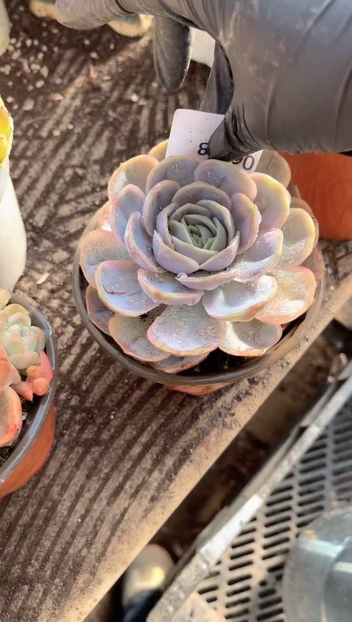 柠**?跃跃精品多肉06008