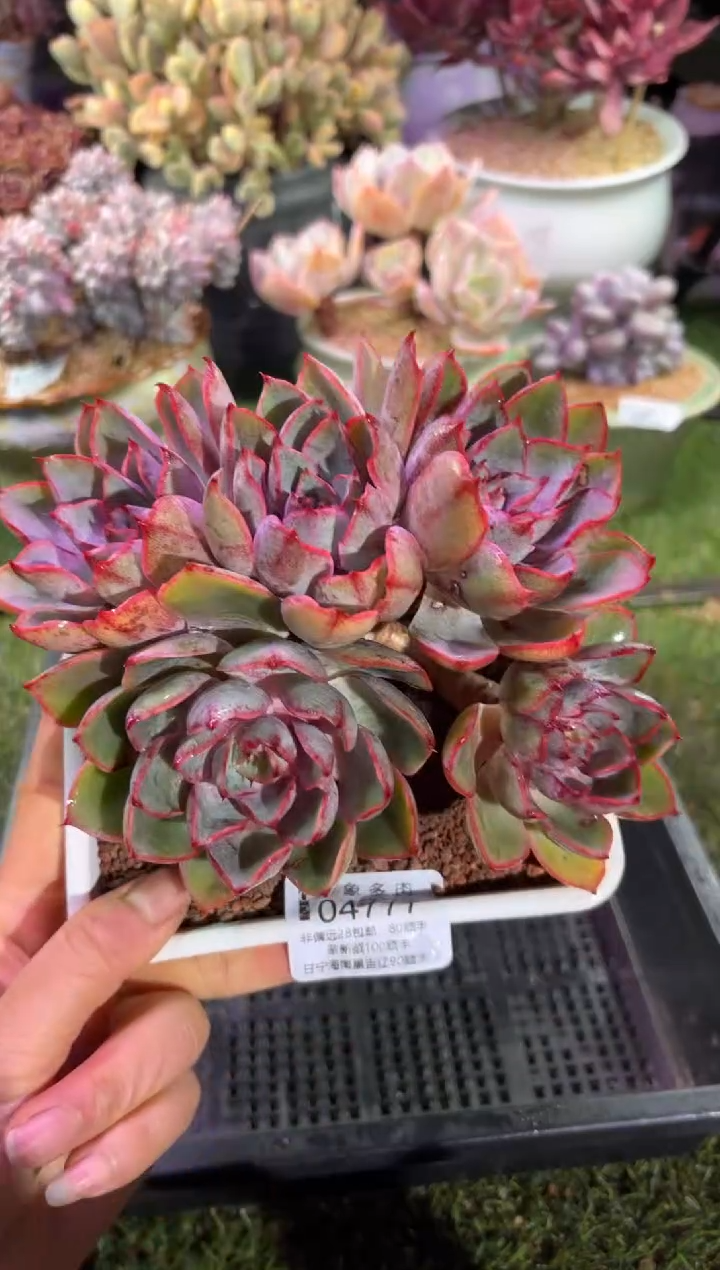 【闪购商品】04777