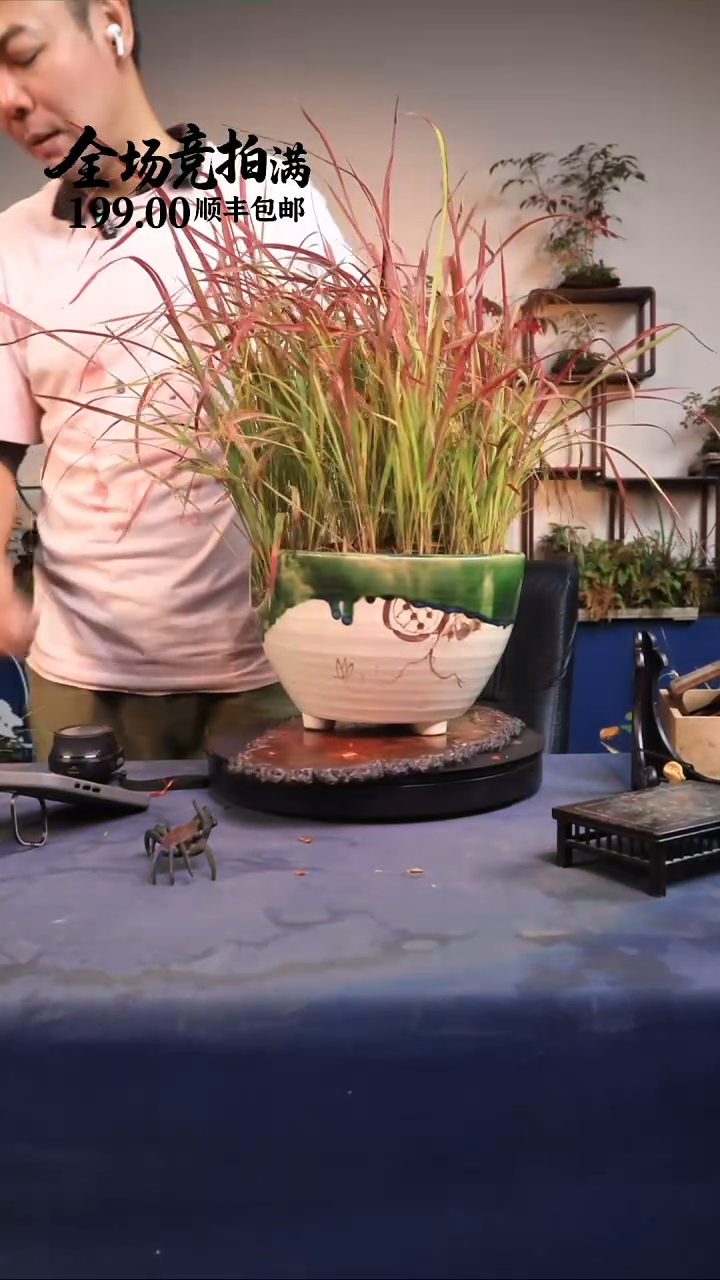 完全开放A6草本植物 顺丰到付