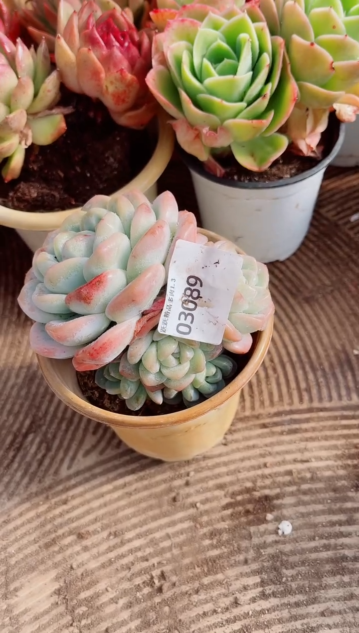 胜*跃跃精品多肉03089