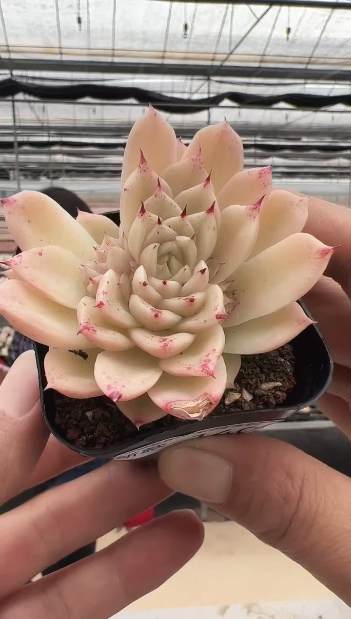 【闪购商品】新款多肉-140