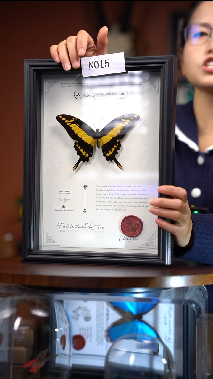 N015敏芷凤蝶竞拍