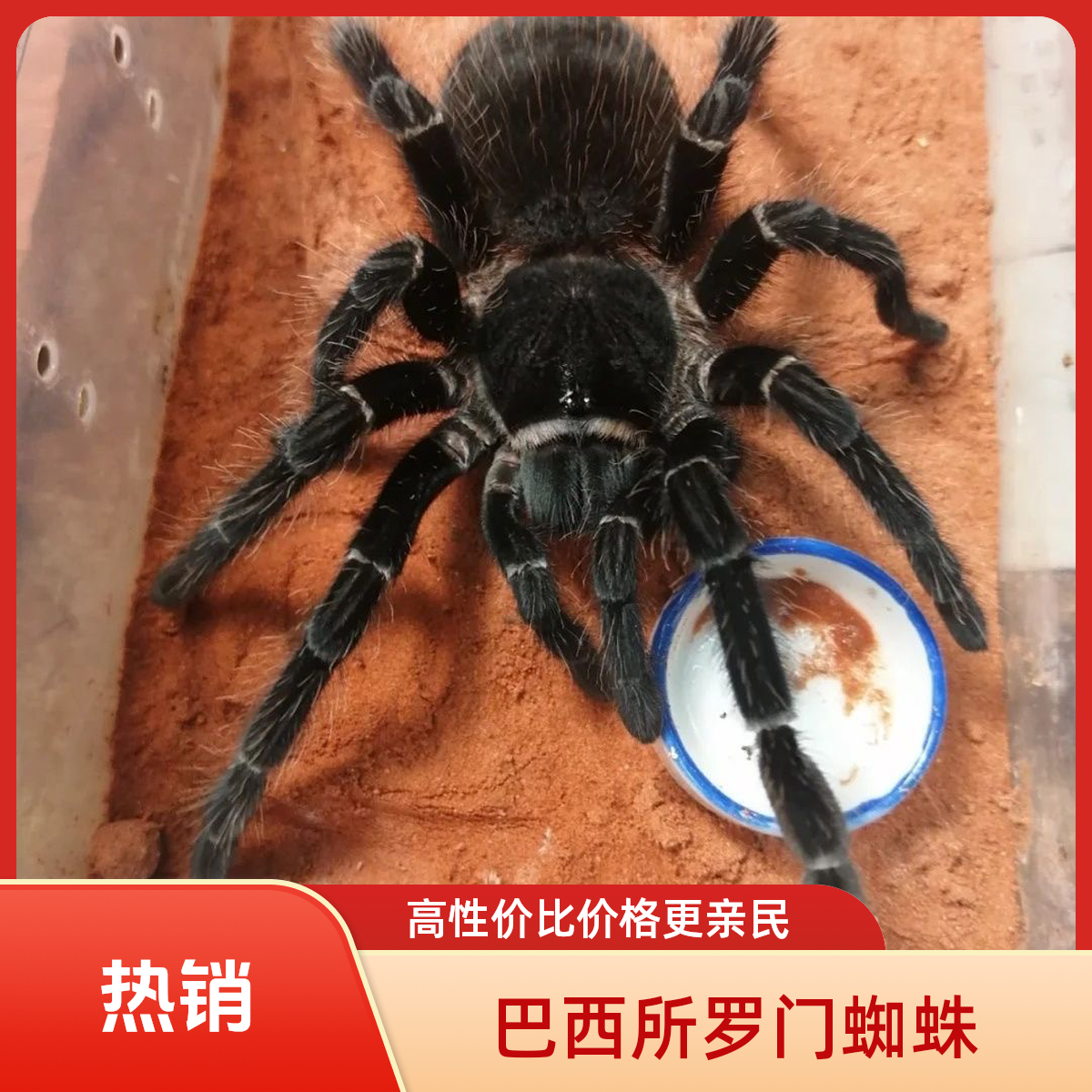 巴西所罗门1-20厘米网红新手入门品种大型爬宠宠物蜘蛛