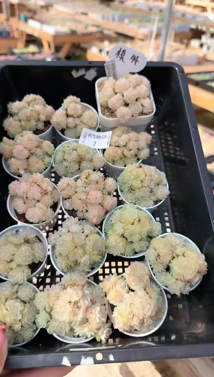 1211-m1-202-2多肉量拍任意发其中一颗群生不包整