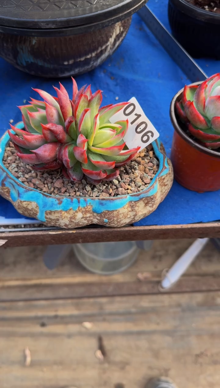 【闪购商品】0106惊鸿仙子（裸根发货）（不包整）