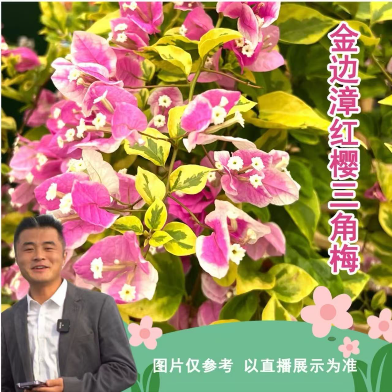 【热植馆】金边漳红英三角梅盆栽喜光易养护勤花室内室外阳台花卉