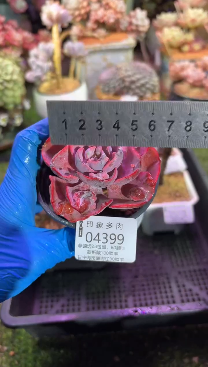 【闪购商品】04399