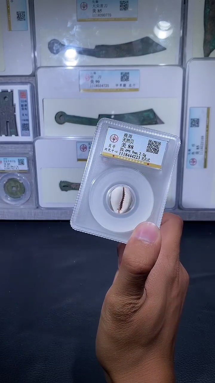 铜琪珍  天然贝  一枚  