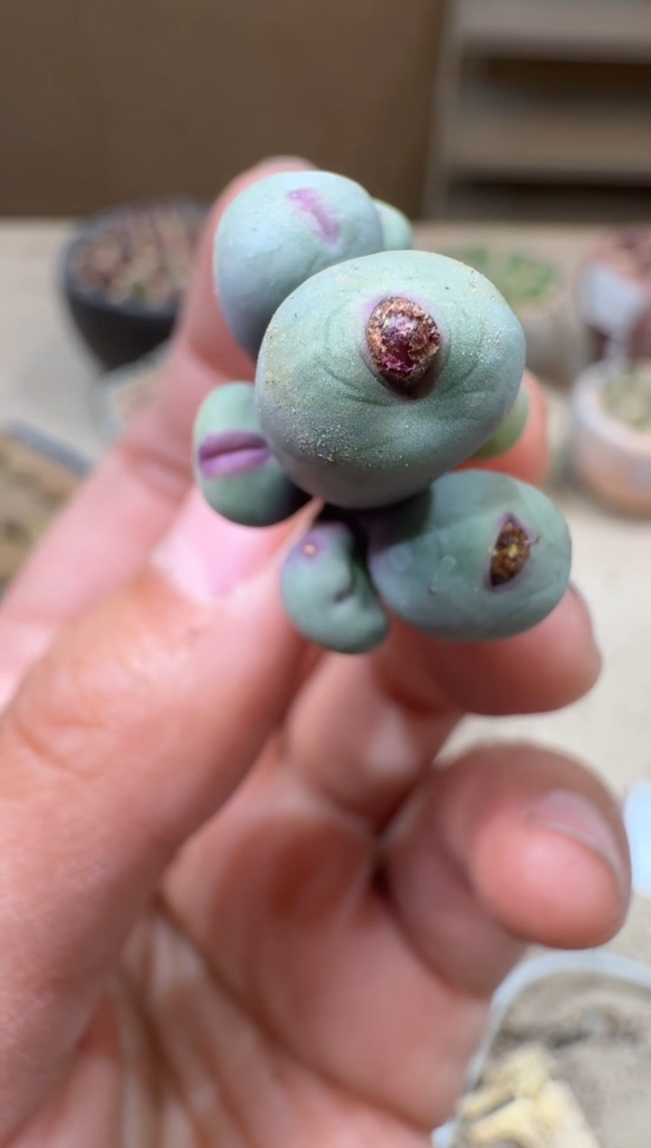 寒**雨17-96多肉植物肉锥