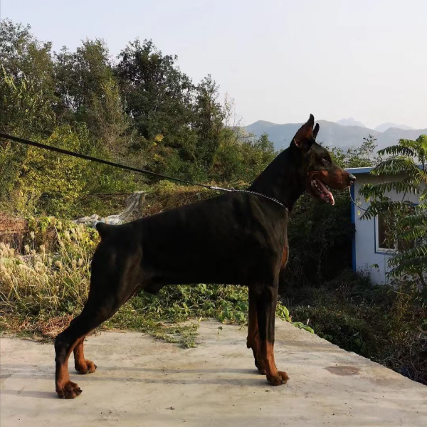 老咖杜宾宠物狗狗高级宠物伴侣犬大型犬宠物看家护院