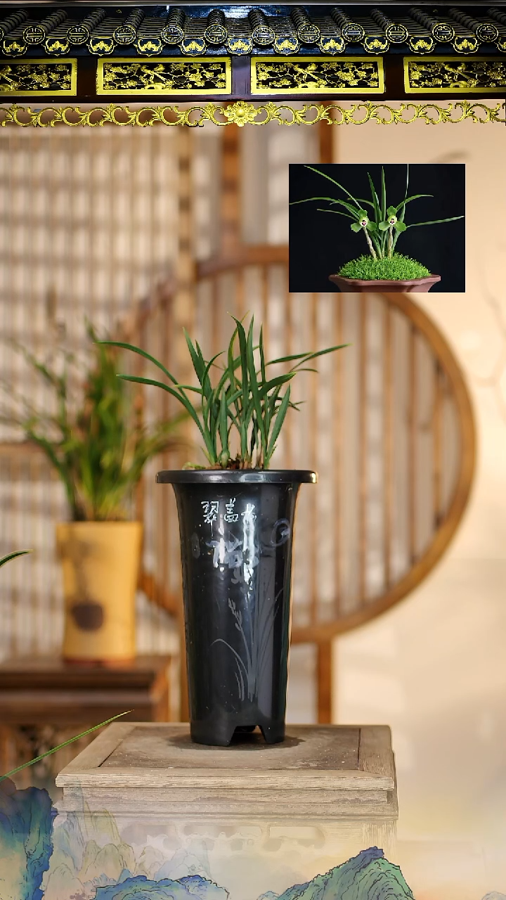 全部花苞翠盖荷7苗3花