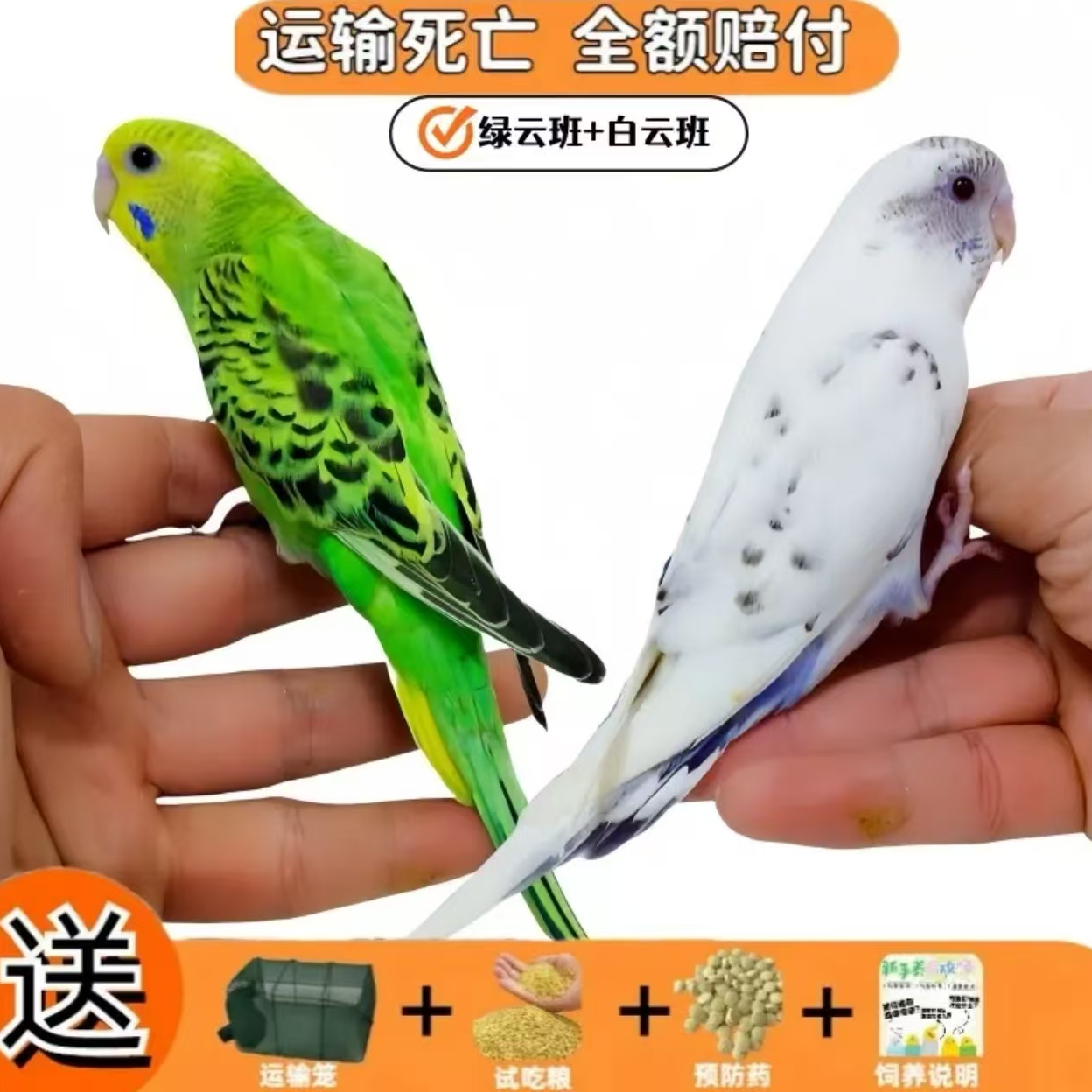 虎皮云斑小鹦鹉宠物鸟活泼可爱手养亲人活体观赏鸟