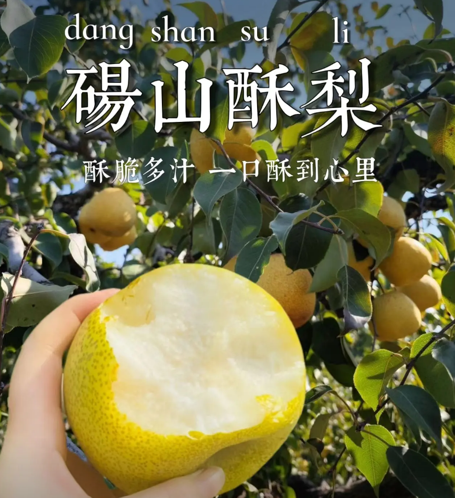 正宗砀山酥梨新鲜当季水果爆汁皮薄酥脆现摘现发